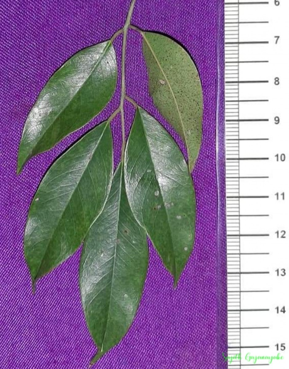 Dialium ovoideum Thwaites